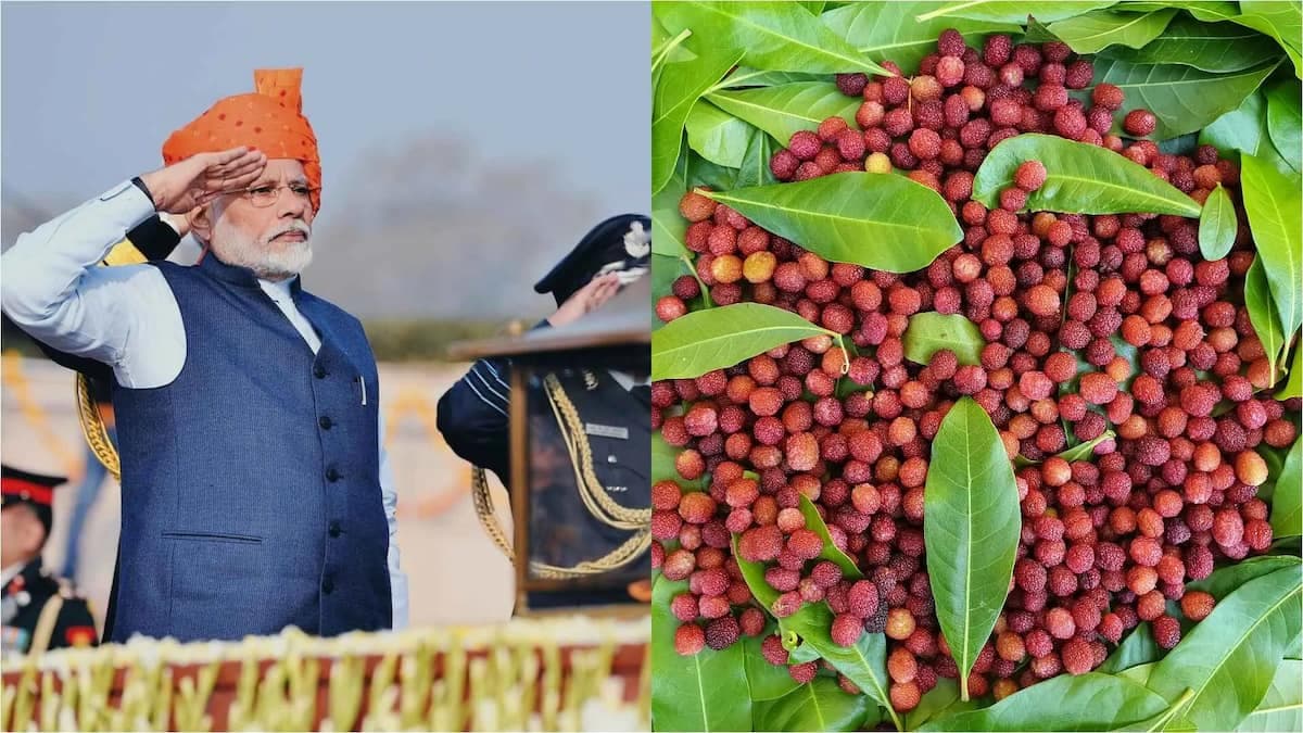 PM Modi Loves Kafal: Do You Know About This Pahadi Fruit?