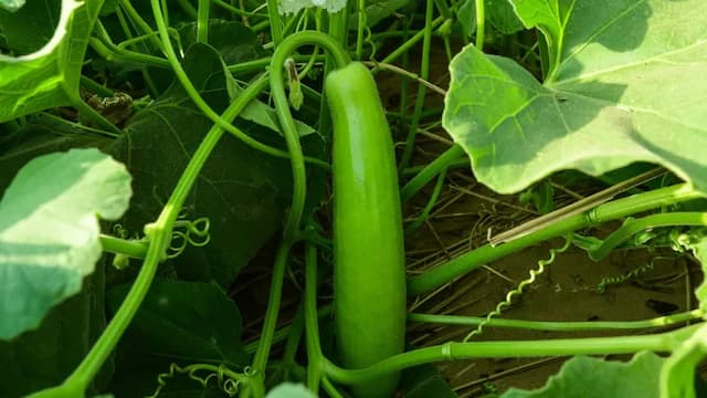 How To Grow Lauki? Tips For Healthy Harvest Of Bottle Gourd