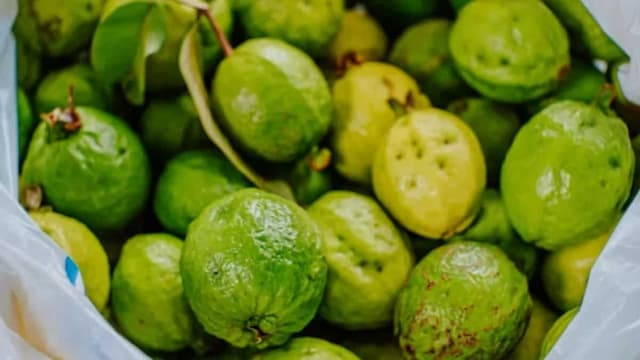 How To Grow Guavas In Your Home Garden? Tips To Follow