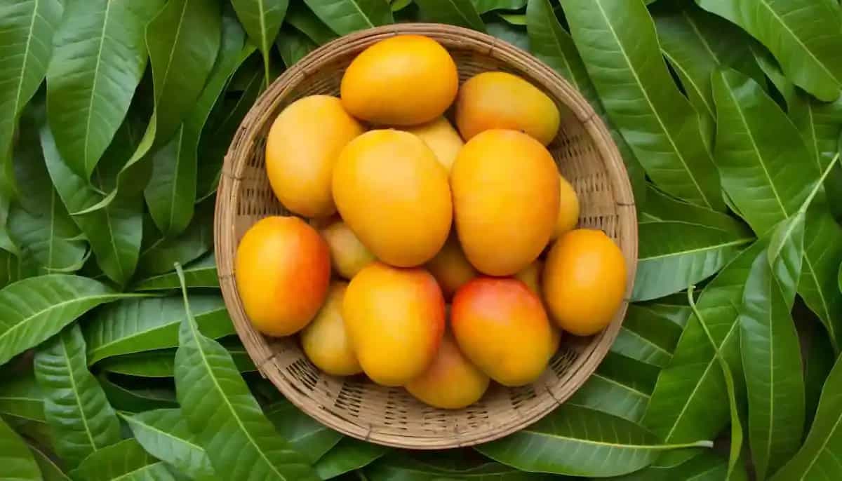 What's The Ayurvedic Way Of Eating Mangoes For Better Digestion?