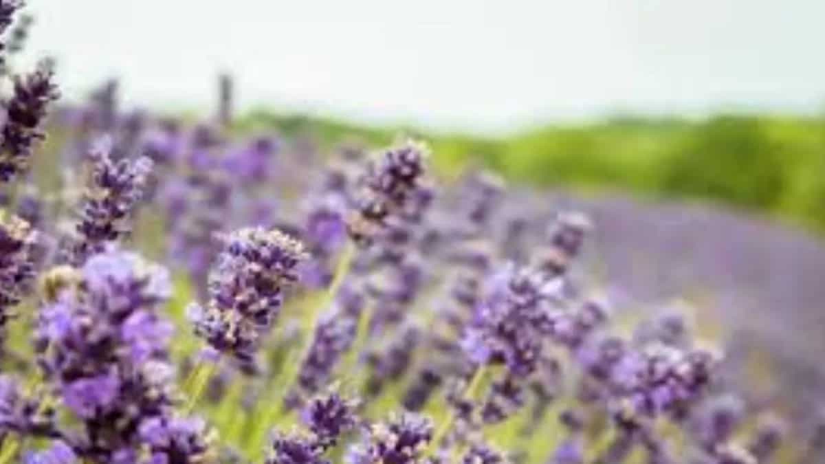 Fragrant Lavender Flower Dessert Recipes To Try 