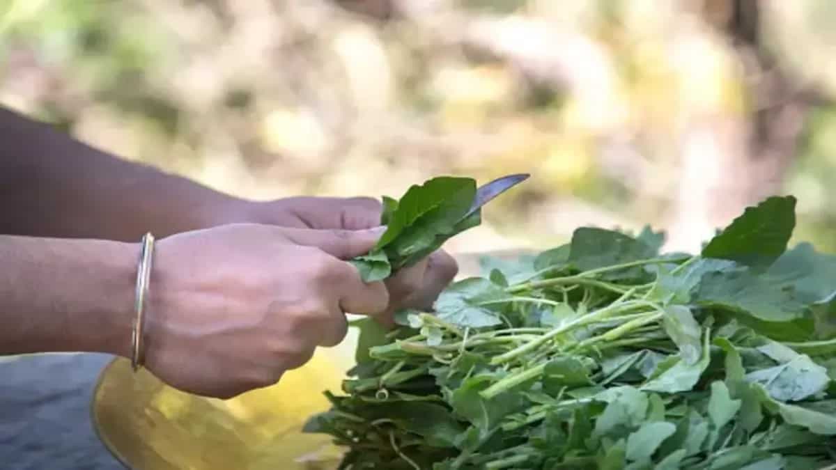 6 Nutrient-Rich Leafy Greens To Have For A Healthy Diet 
