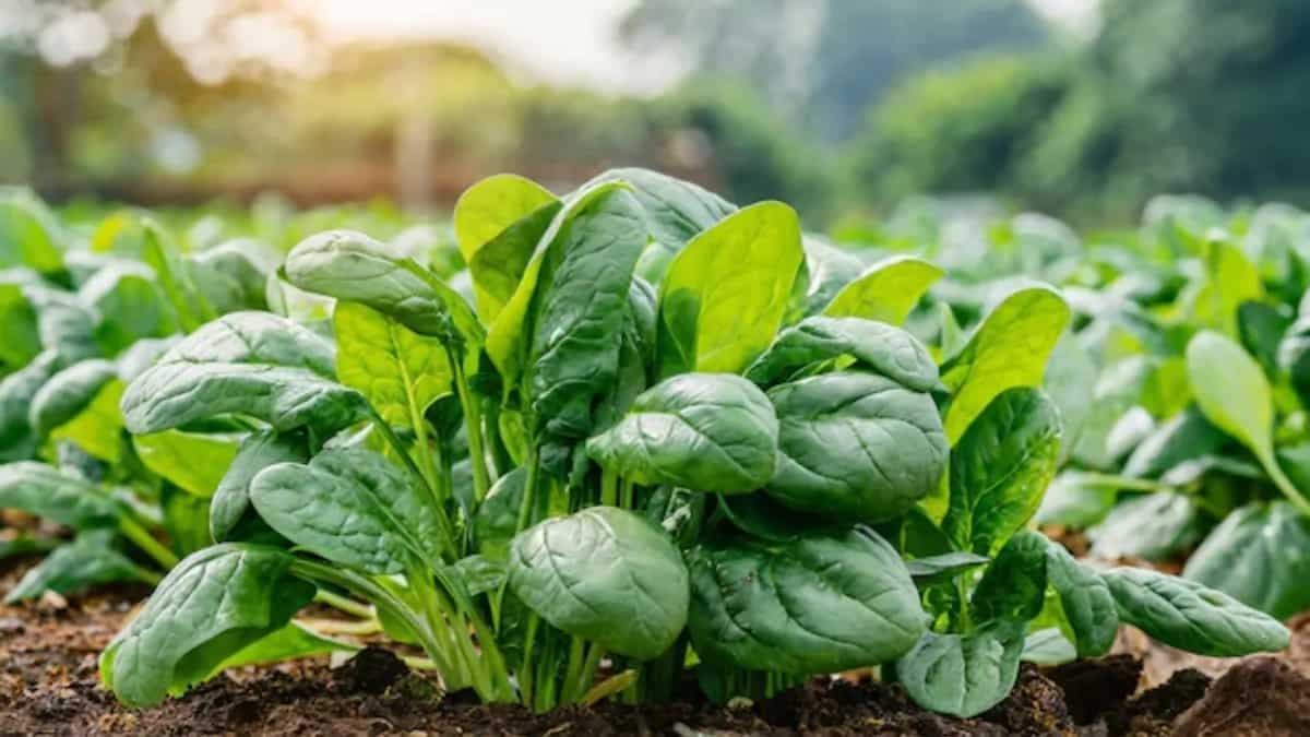 Grow Fresh Palak At Home: Easy Step-By-Step Guide