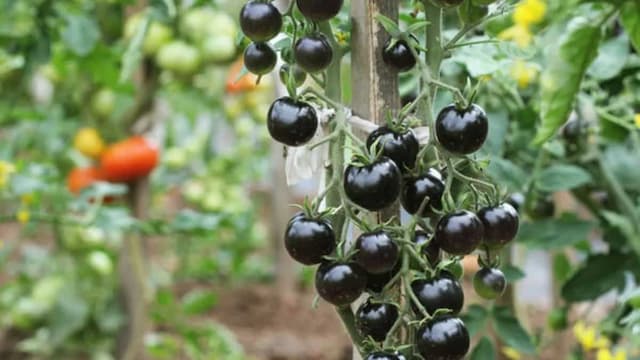 How To Grow Black Tomato Plant In Your Kitchen Garden