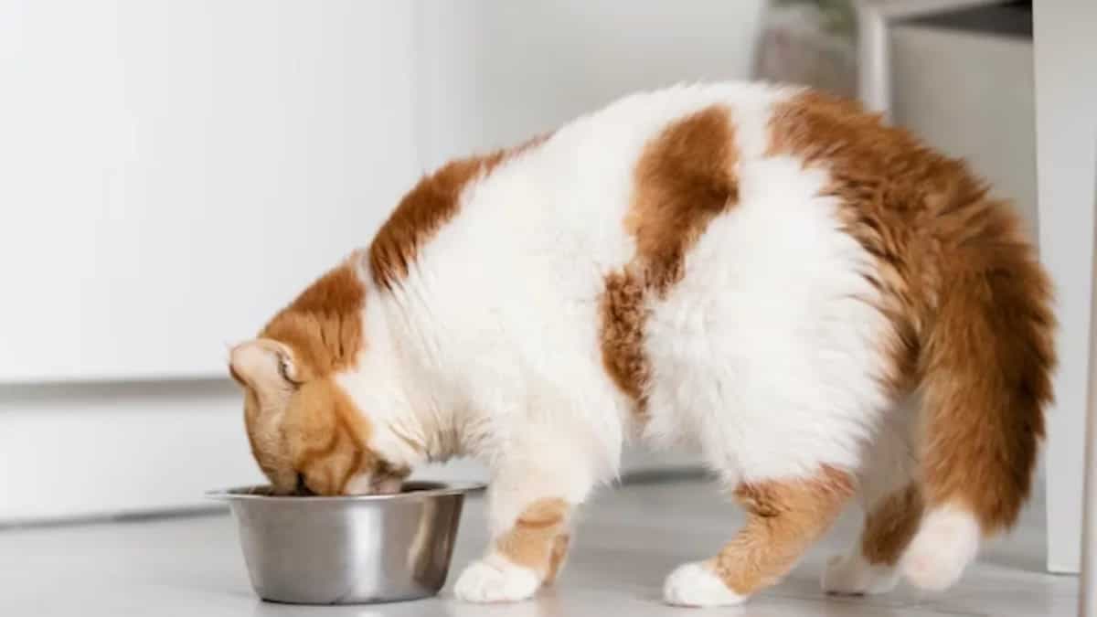 Homemade Wet Cat Food: A Healthy Feast For Your Feline Friend