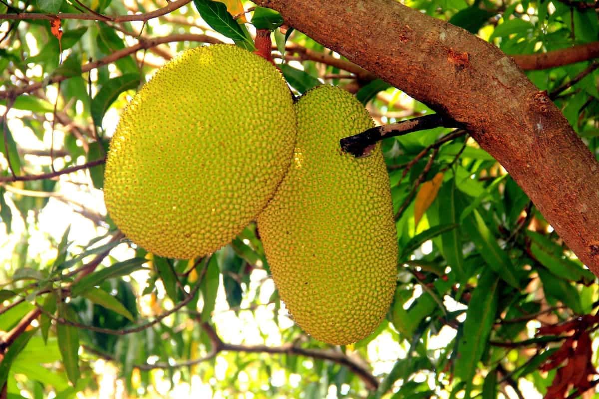 Fritters To Curry: Explore The Many Kodava Jackfruit Delights