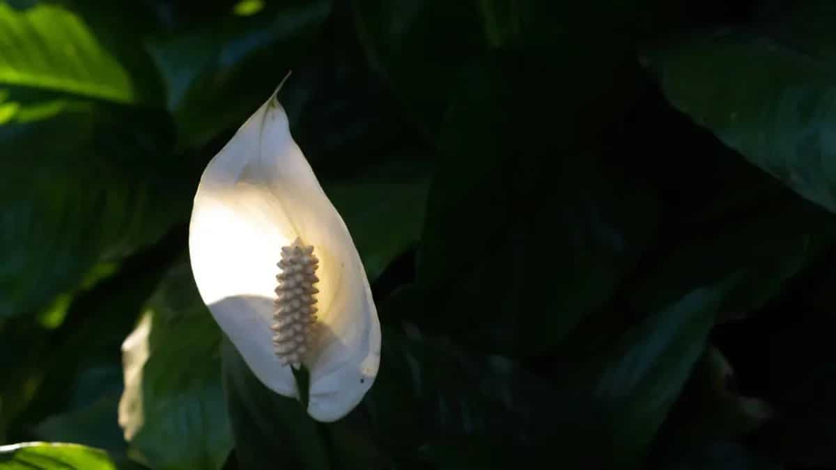 Easy Indoor Flowering Plants: Make Your Eating Space Pretty