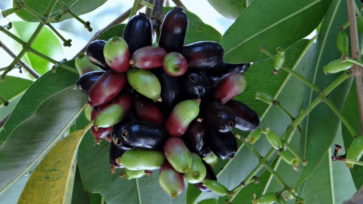 Jamun Juice: 6 Benefits Of Drinking This Seasonal Berry Drink