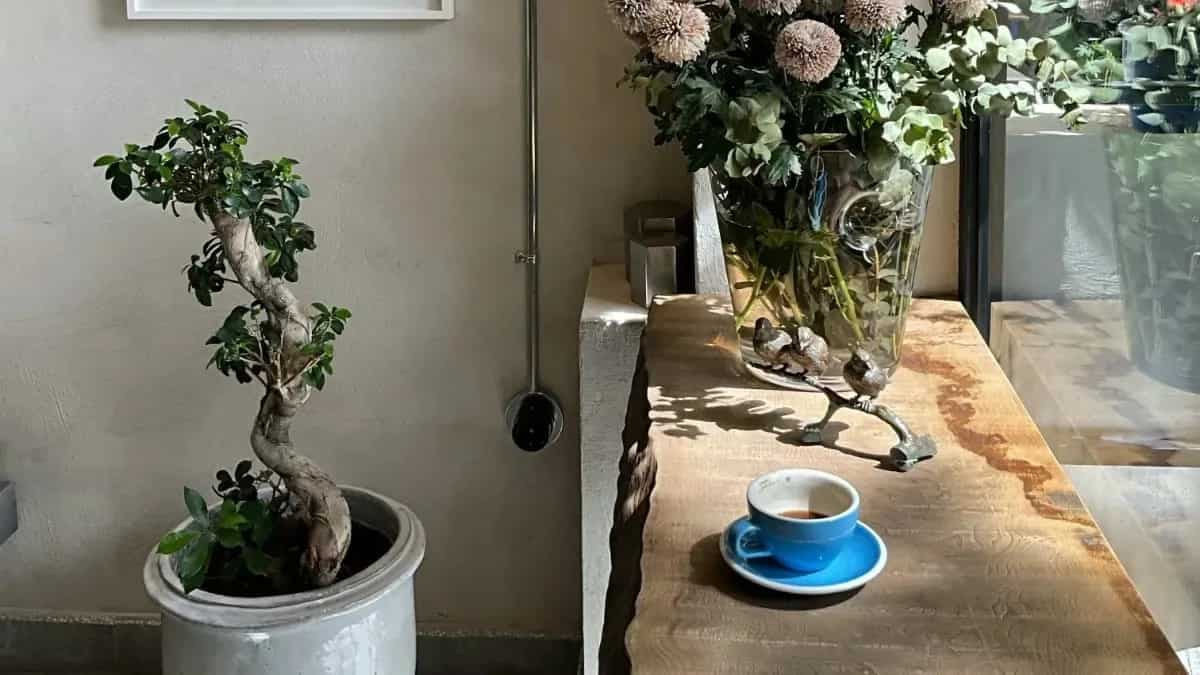 How To Bonsai: Add Elegance In Eating Spaces