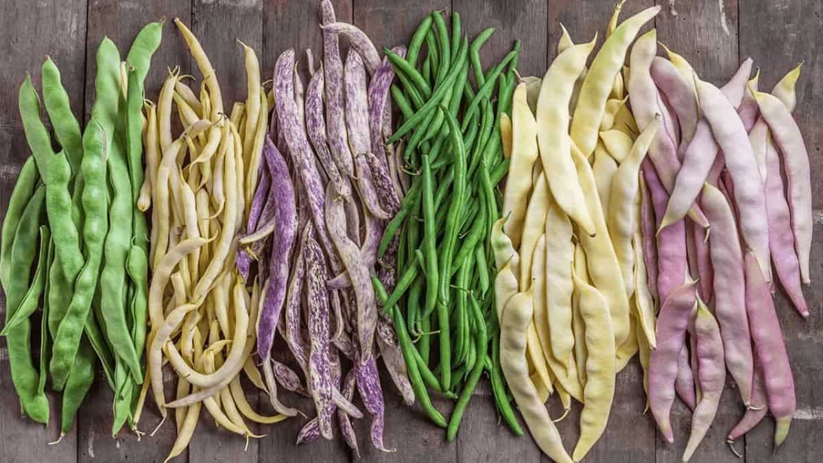 A Complete Guide To Indian Green Bean Varieties