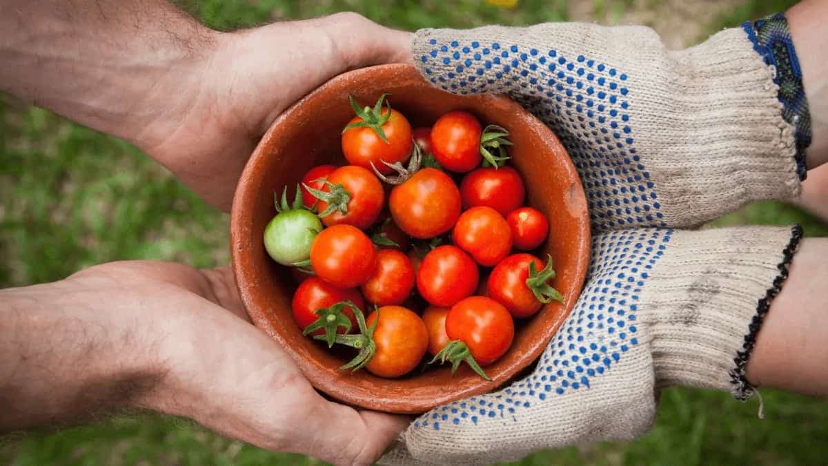 Food Practices For Healthy And Safe Meals