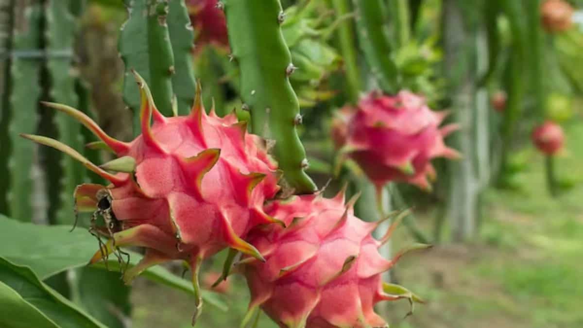 How To Grow Dragon Fruit In Your Kitchen Garden At Home?
