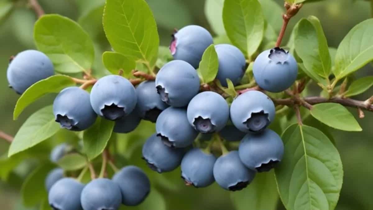 Fresh Blueberries At Home: Easy Balcony Gardening Tips