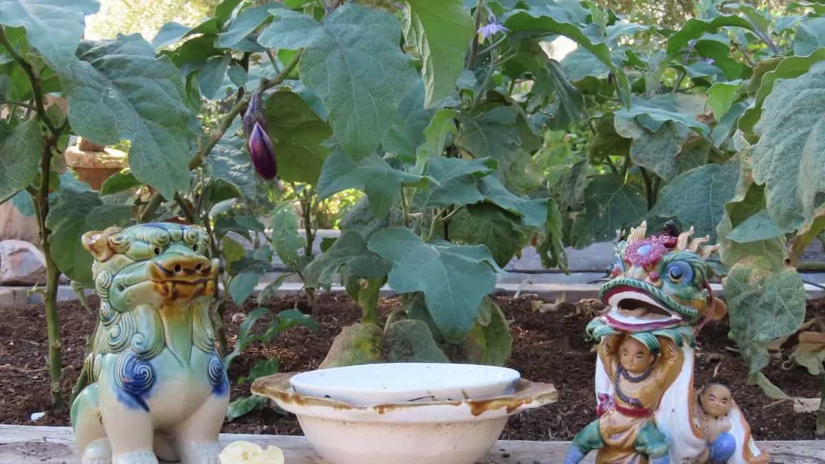 Growing Brinjal At Home: Essential Tips To Keep In Mind