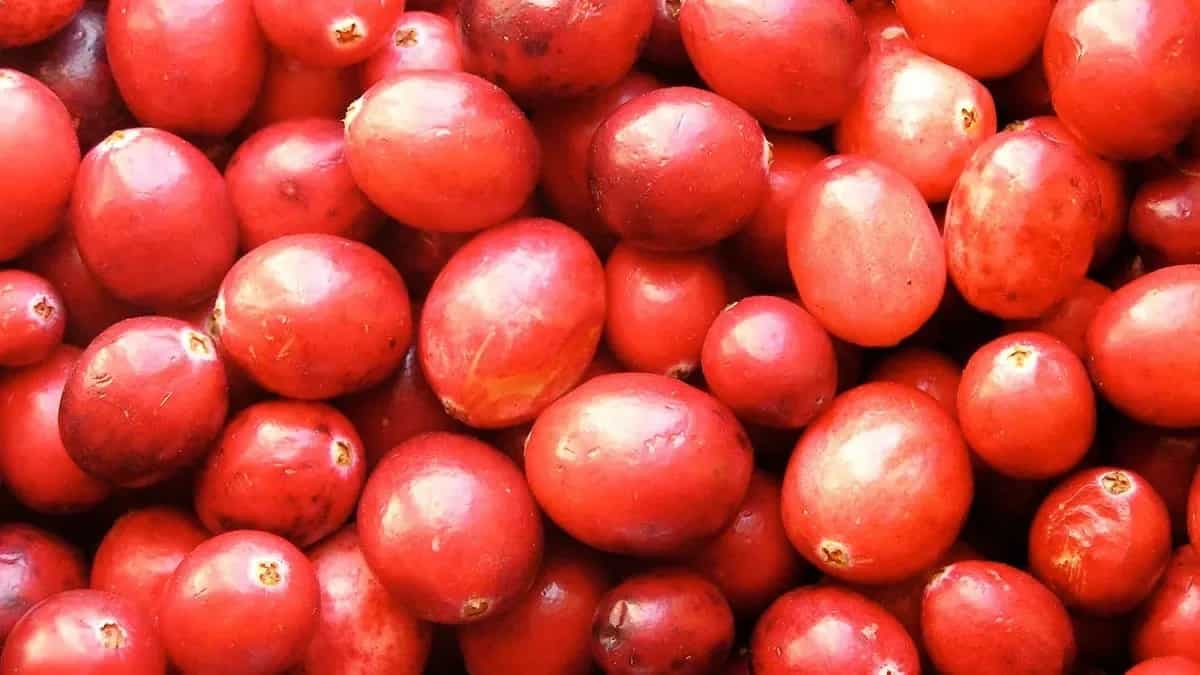 Growing Cranberries? Tips For A Perfect Winter Harvest