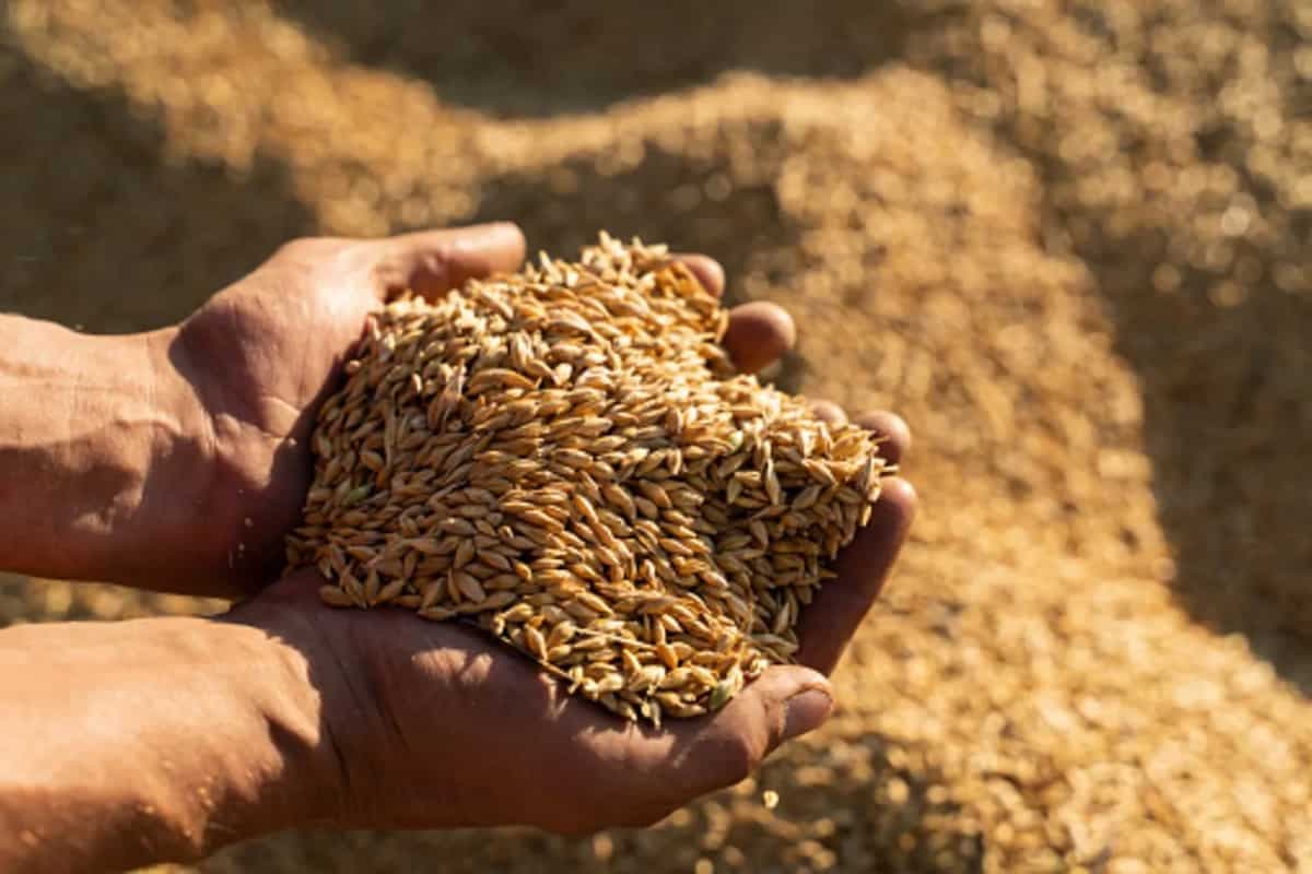 What Is Malt? Here’s Everything You Need To Know