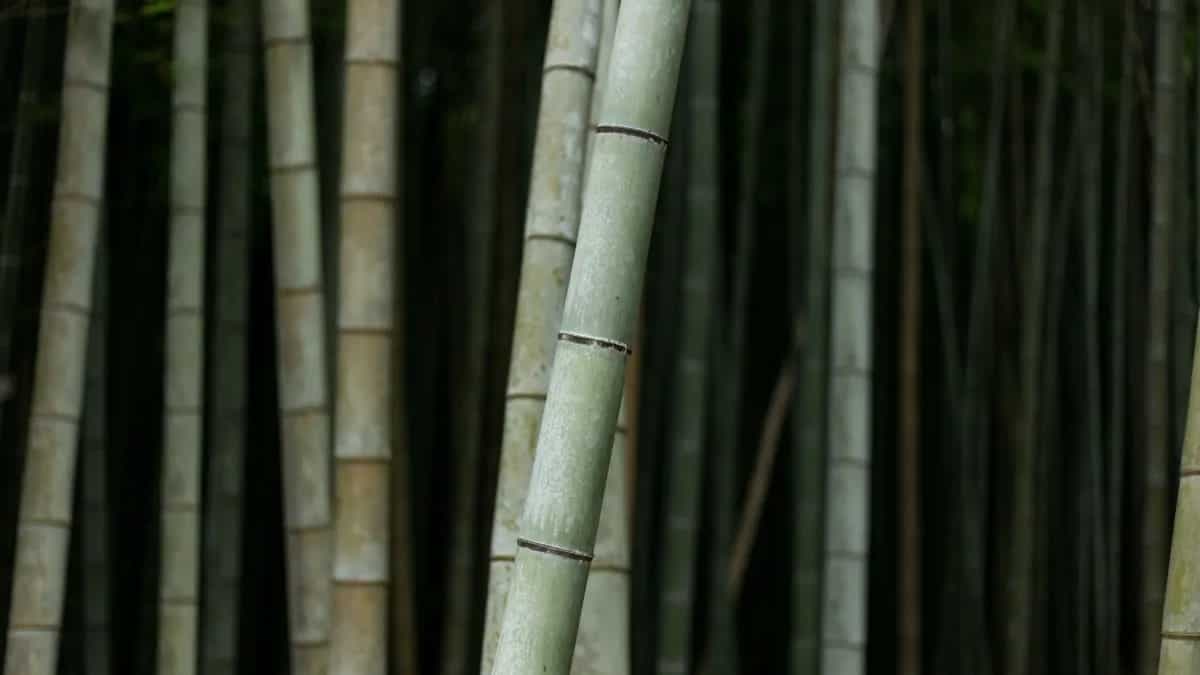 How Is Bamboo An Important Part Of The Northeastern Cuisine?