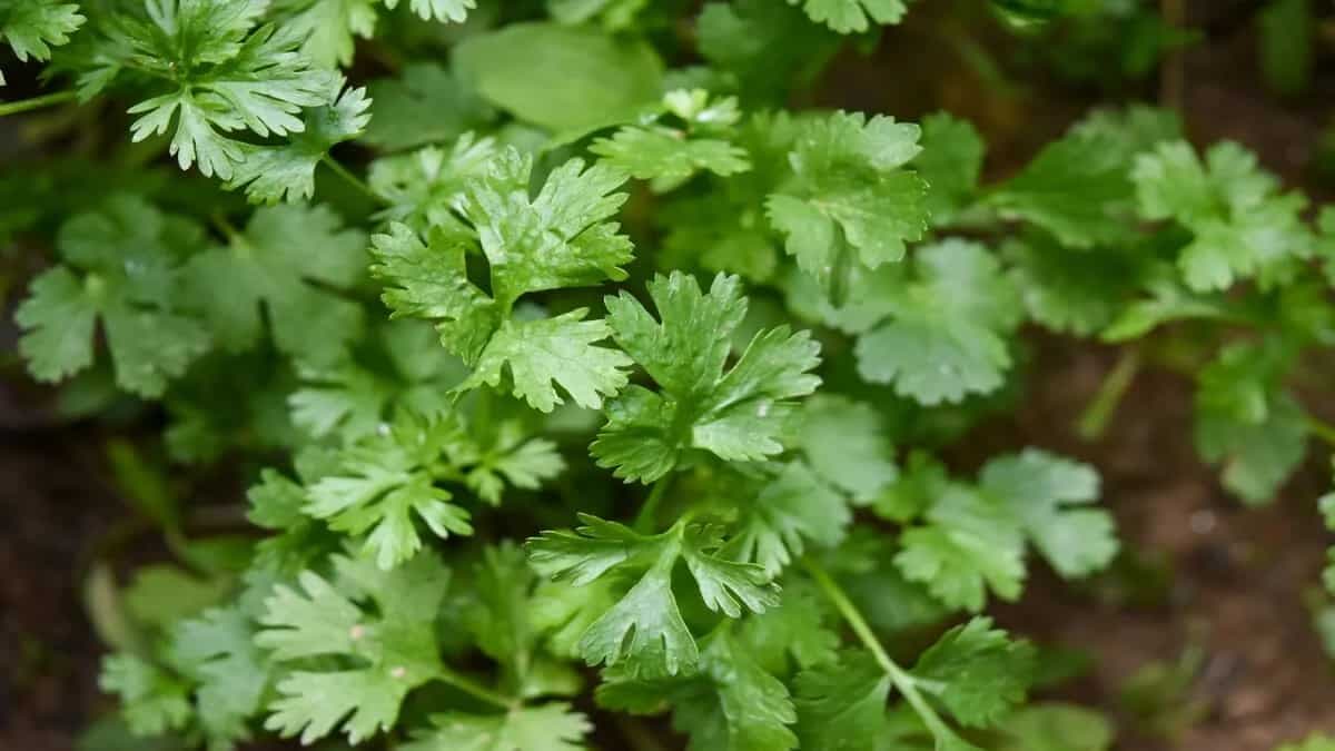 5 Tips For Coriander Planting At Your Home