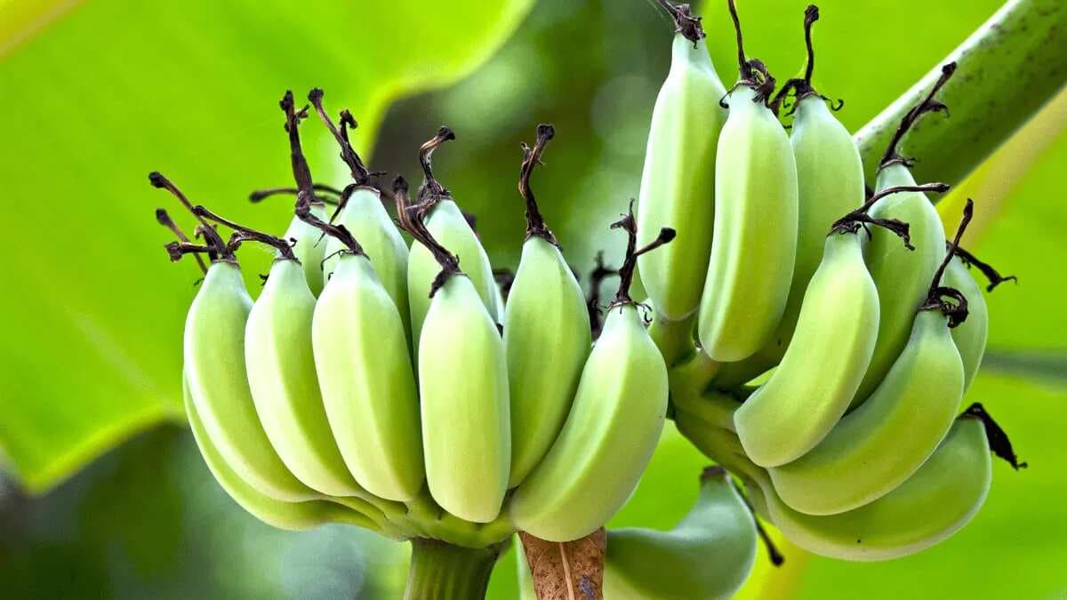 Green Bananas: 7 Health Benefits Of Including Them In Your Diet