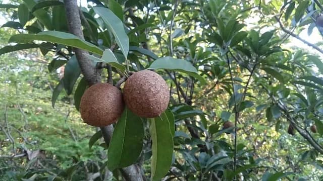 How To Grow Chikoo Fruits In Your Backyard Garden?