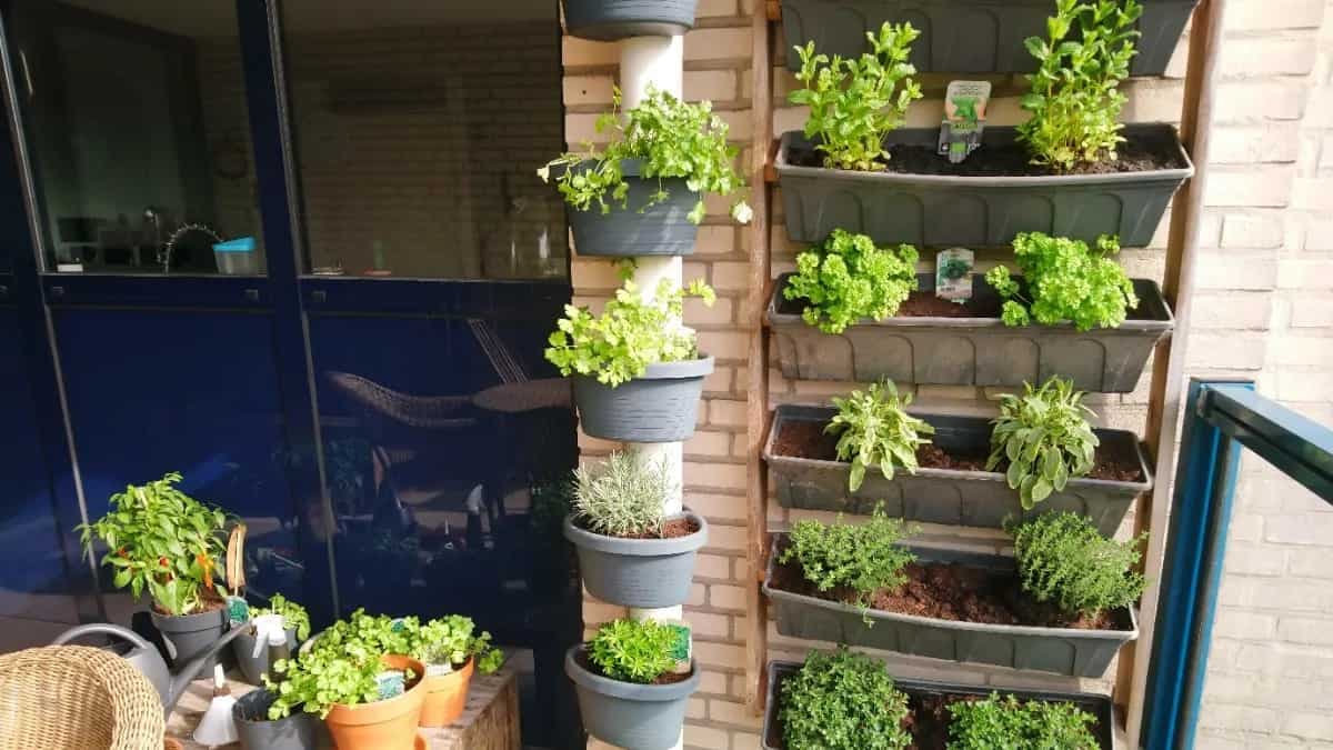6 Easy To Grow Herbs That Will Transform Your Terrace Garden