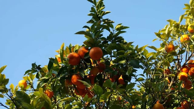 Growing Oranges: Essential Tips To Keep In Mind