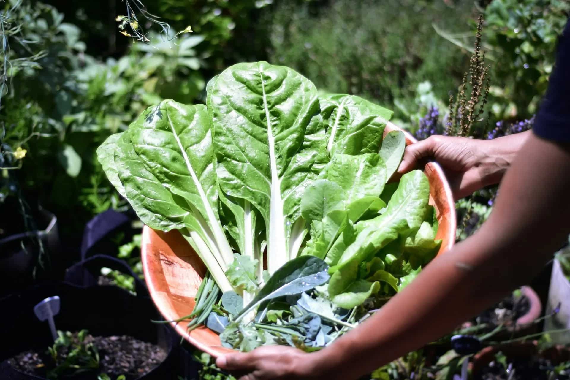 Your Guide To Growing Vegetables At Home This Autumn 