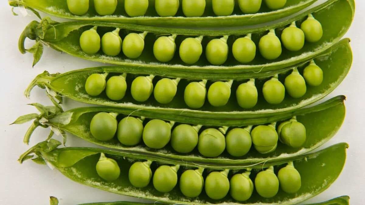 Growing Peas At Home: Essential Tips to Keep In Mind