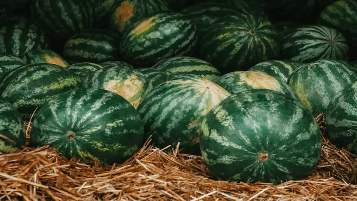 What Watermelons Are 5000 Years Old? The History Says So!