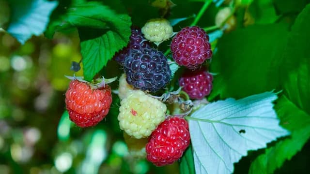 Growing Berries At Home: Essential Tips To Keep In Mind 