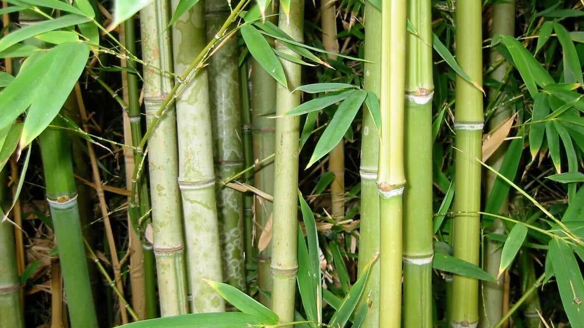 Culinary To Non-Culinary, Bamboo As A Sustainable Ingredient