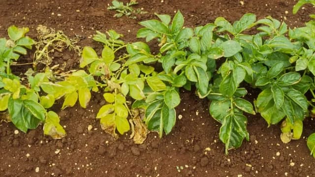 Grow Potatoes In Pots: Easy Hacks And Tricks To Remember