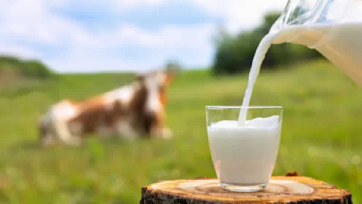 World Milk Day 2024: Nutritionist Busts Myths Around Dairy