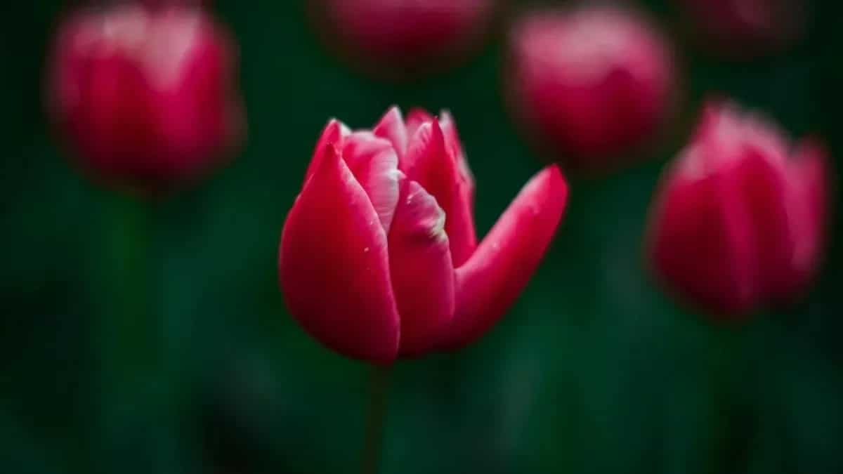 How To Plant Tulip Bulbs? Care Tips And Hacks