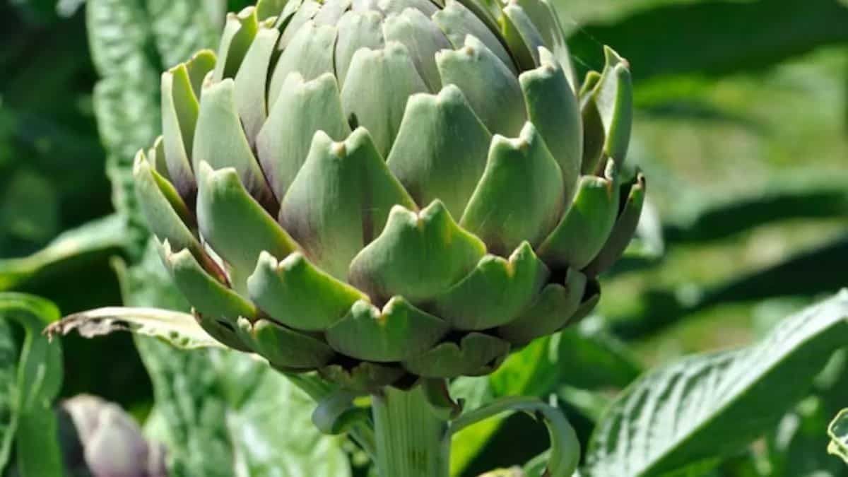 How To Grow Artichoke Plant In Your Kitchen Garden