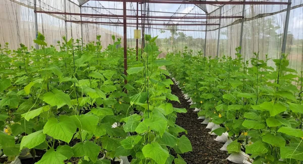 Growing Cucumber At Home? Essential Tips To Keep In Mind 