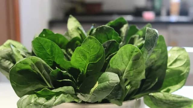 How To Grow Palak At Home? Essential Tips For Spinach