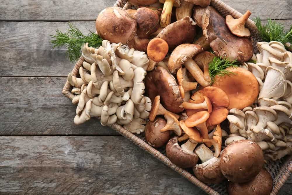 Mushrooms That Save The Day