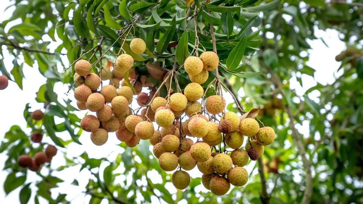 Longan Fruit: Explore 6 Health Benefits Of This Lychee’s Twin 