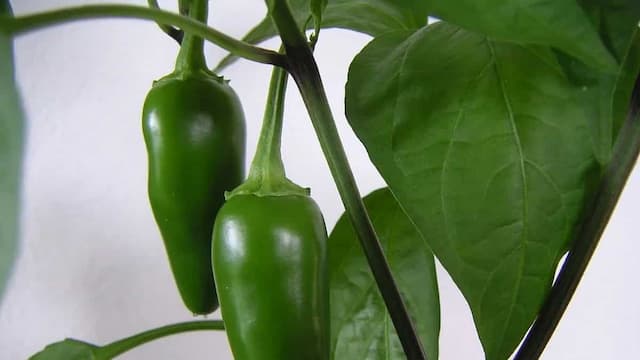 How To Grow Jalapeno Pepper Plants In Your Kitchen Garden