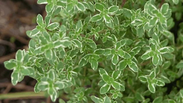 Growing Lemon Thyme In Kitchen Garden: Tips For Urban Gardeners