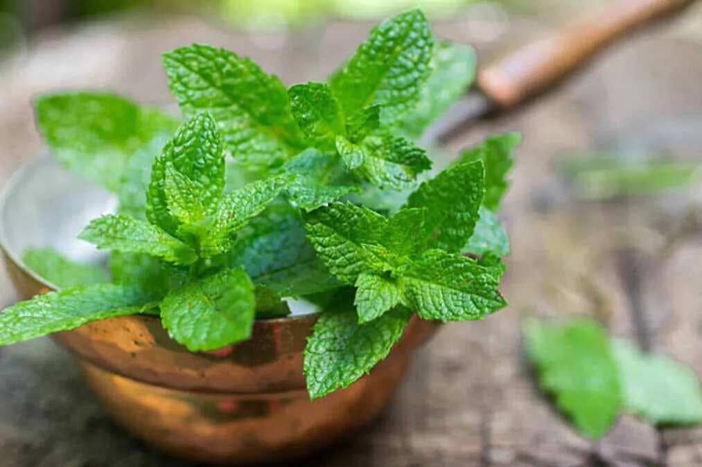 Fresh As Mint: Top 5 Reasons To Add Pudina To Your Diet