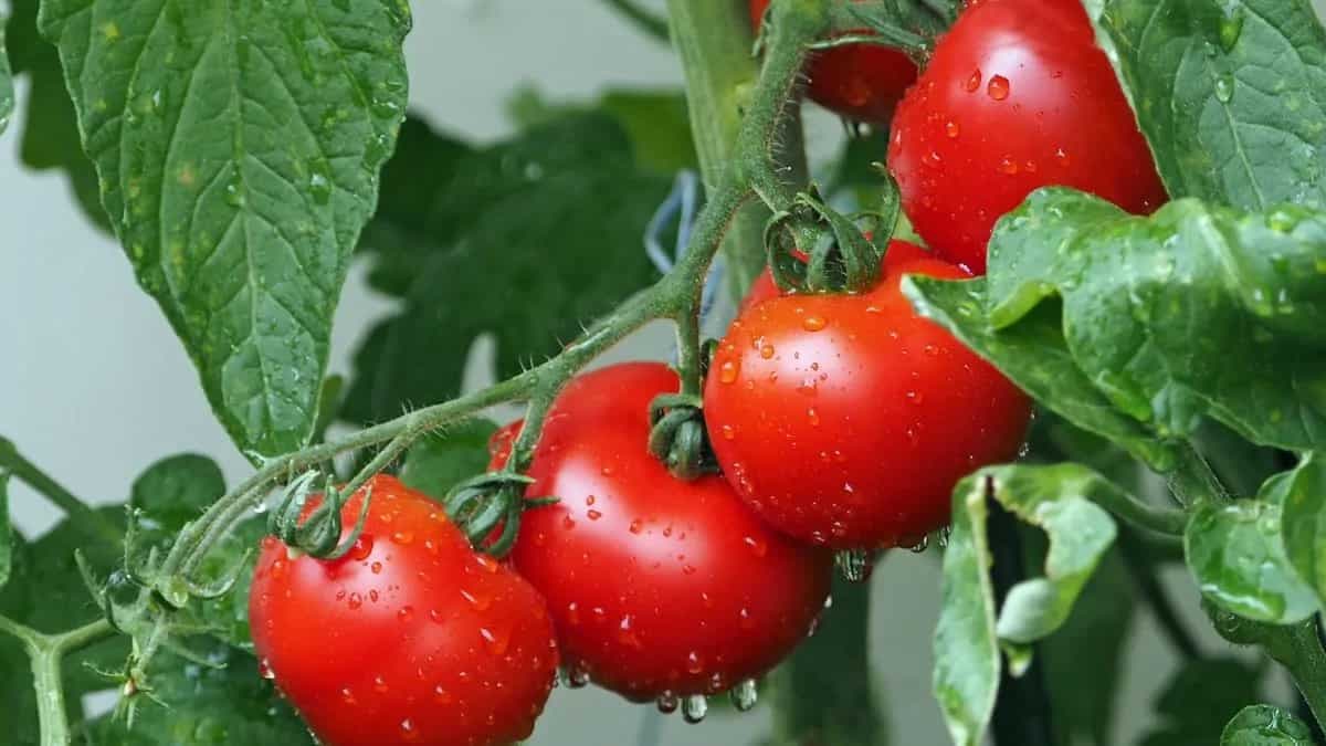 Tomato Prices Spike Again Nationwide, Find Out Why