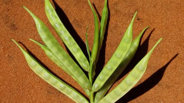 Growing Cluster Beans At Home: Essential Tips To Keep In Mind