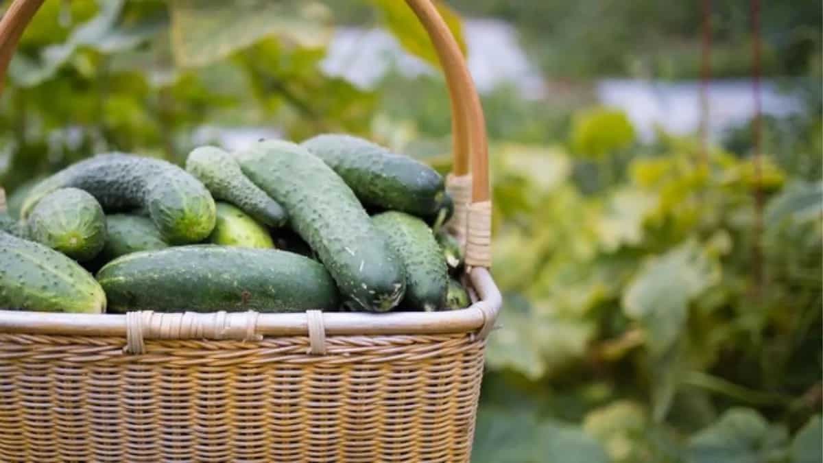 How To Grow Gherkin From Seeds In Your Kitchen Garden