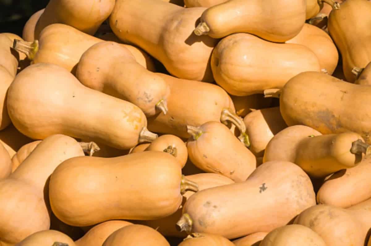 Different Varieties Of Squash From Summer To Winter