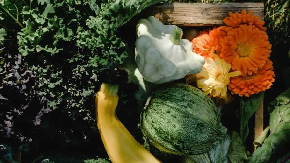 Calendula Planting: Make Pretty Salads And Tea 