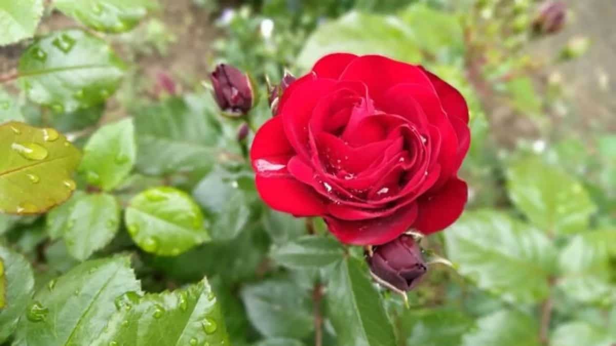 How To Grow Roses From Cuttings At Home