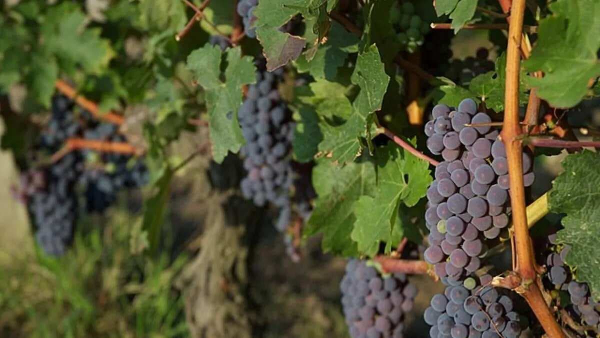 Bordeaux, Rioja, Mendoza: 7 World's Finest Vineyards