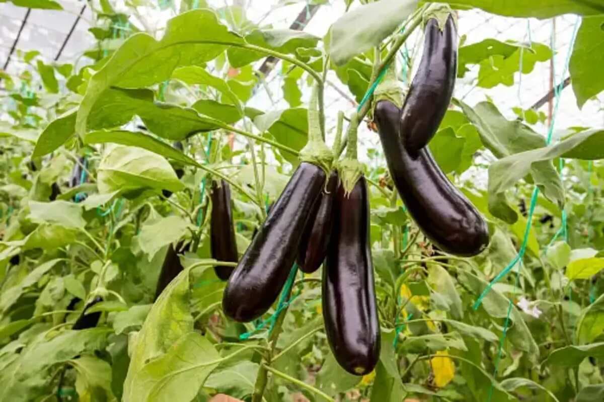 9 Tips To Grow The Perfect Brinjal In Your Home Garden